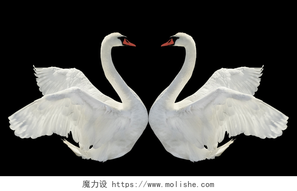 黑色背景上对视的两只白天鹅两只天鹅.